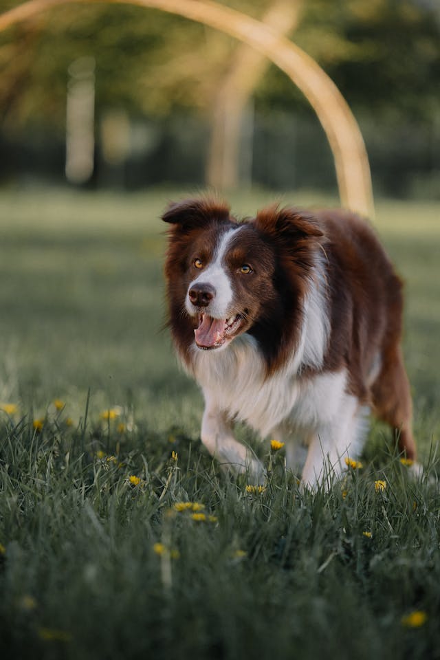 Border Collie Dog in Grass // Healthier Pets Today