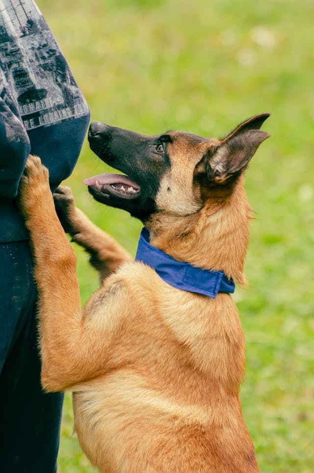 Brown Dog with a Blue Collar // Healthier Pets Today