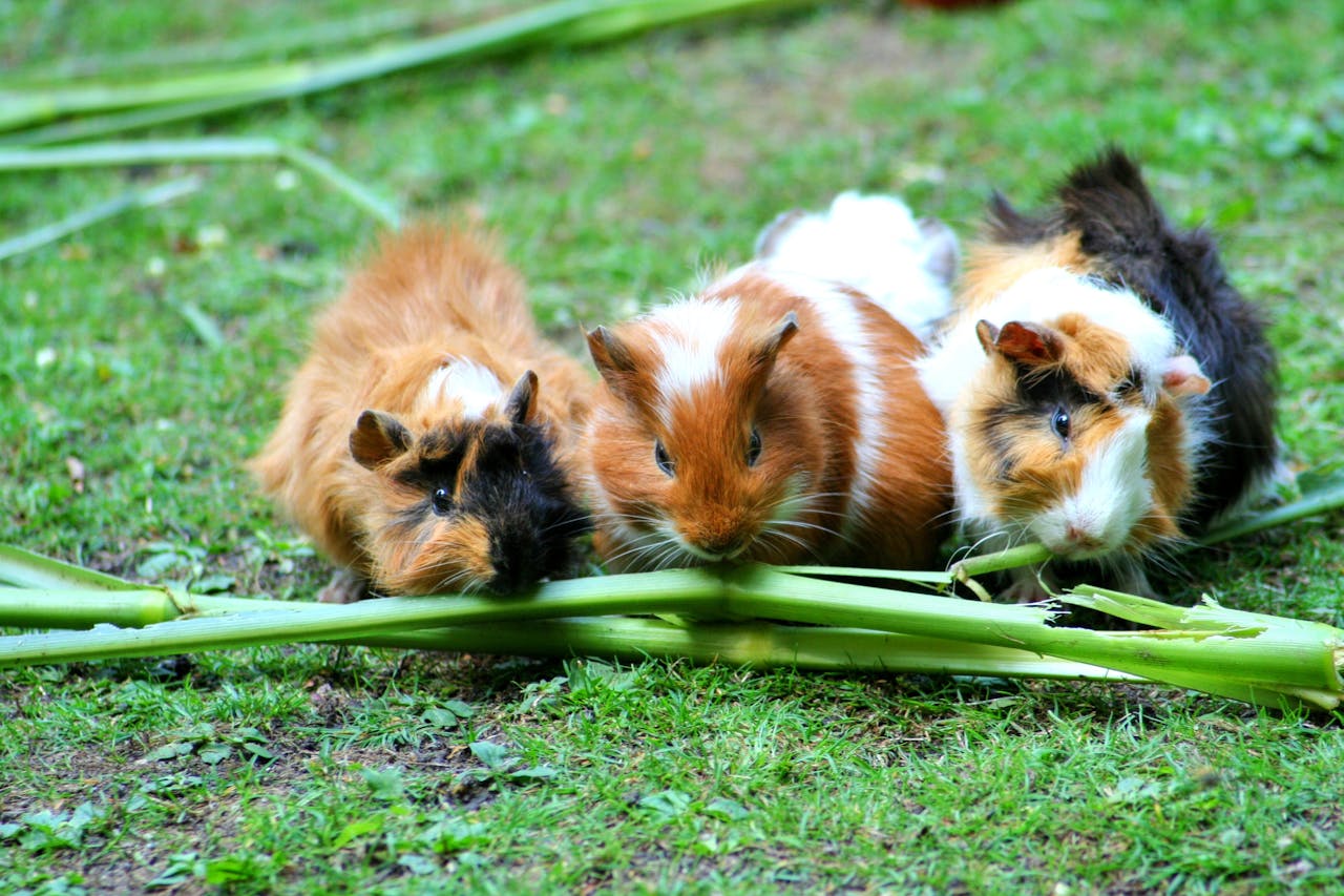 Brown White Hamster // Healthier Pets Today