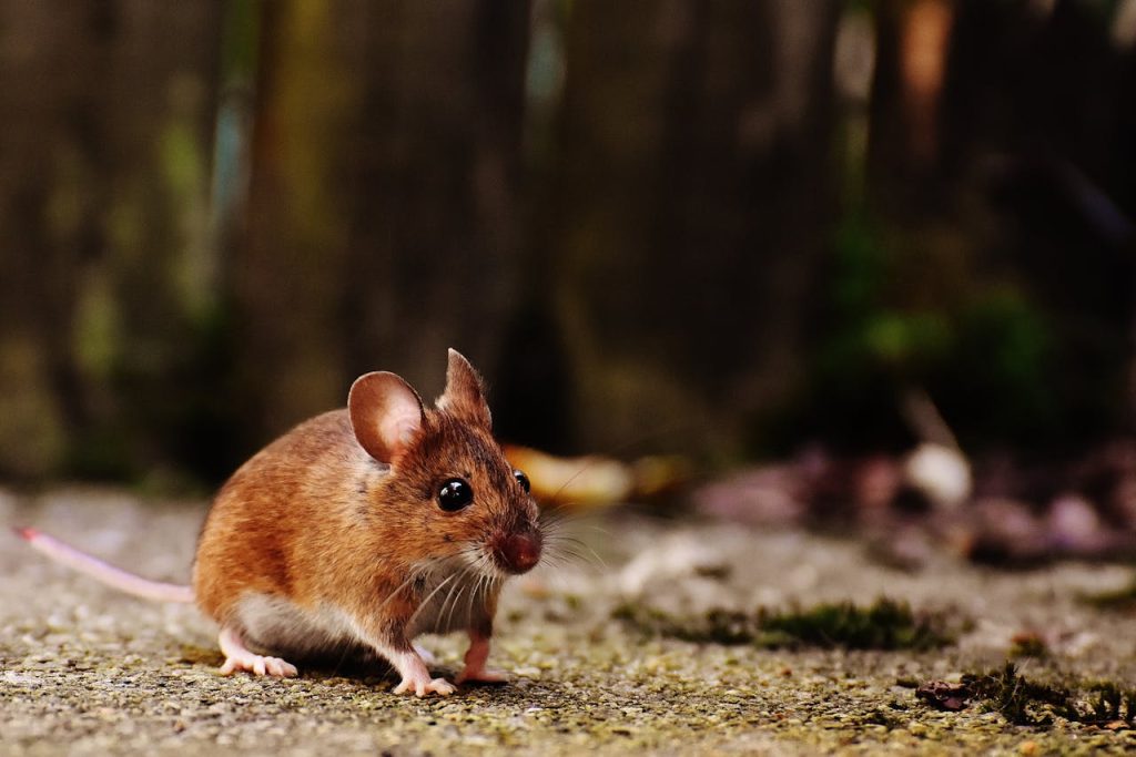 Brown and White Mice // Healthier Pets Today