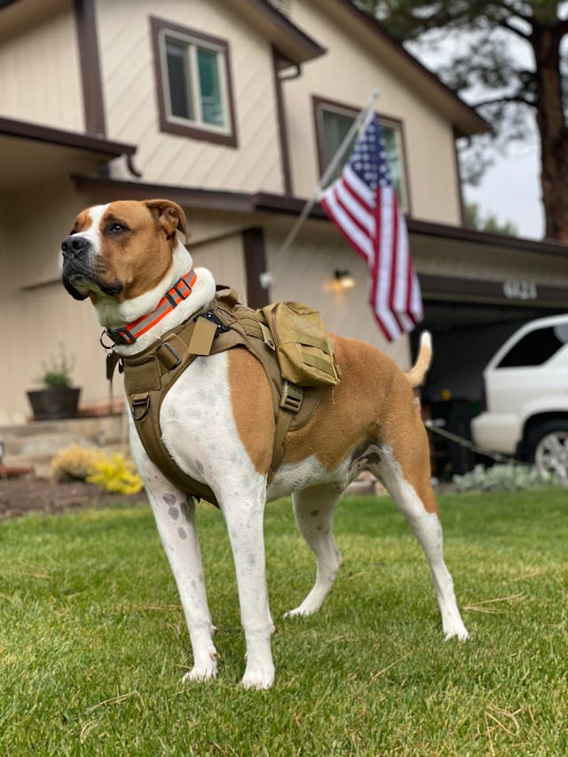 Brown and White Short Coated Military Dog on Green Grass // Healthier Pets Today
