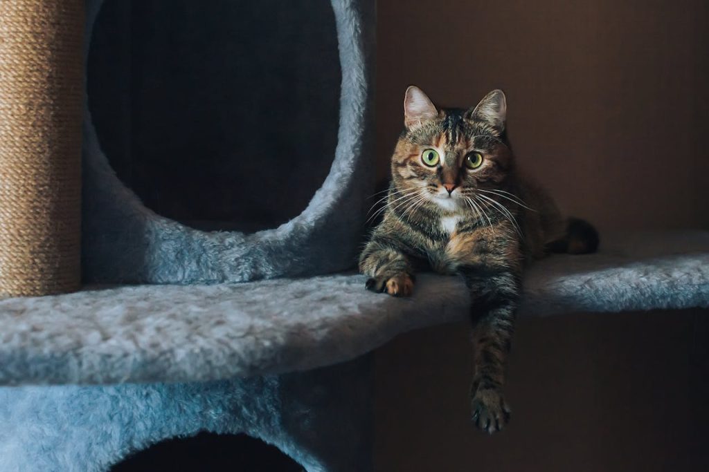 Outdoor Cat Houses, Cat Laying Down and Looking at Camera // Healthier Pets Today