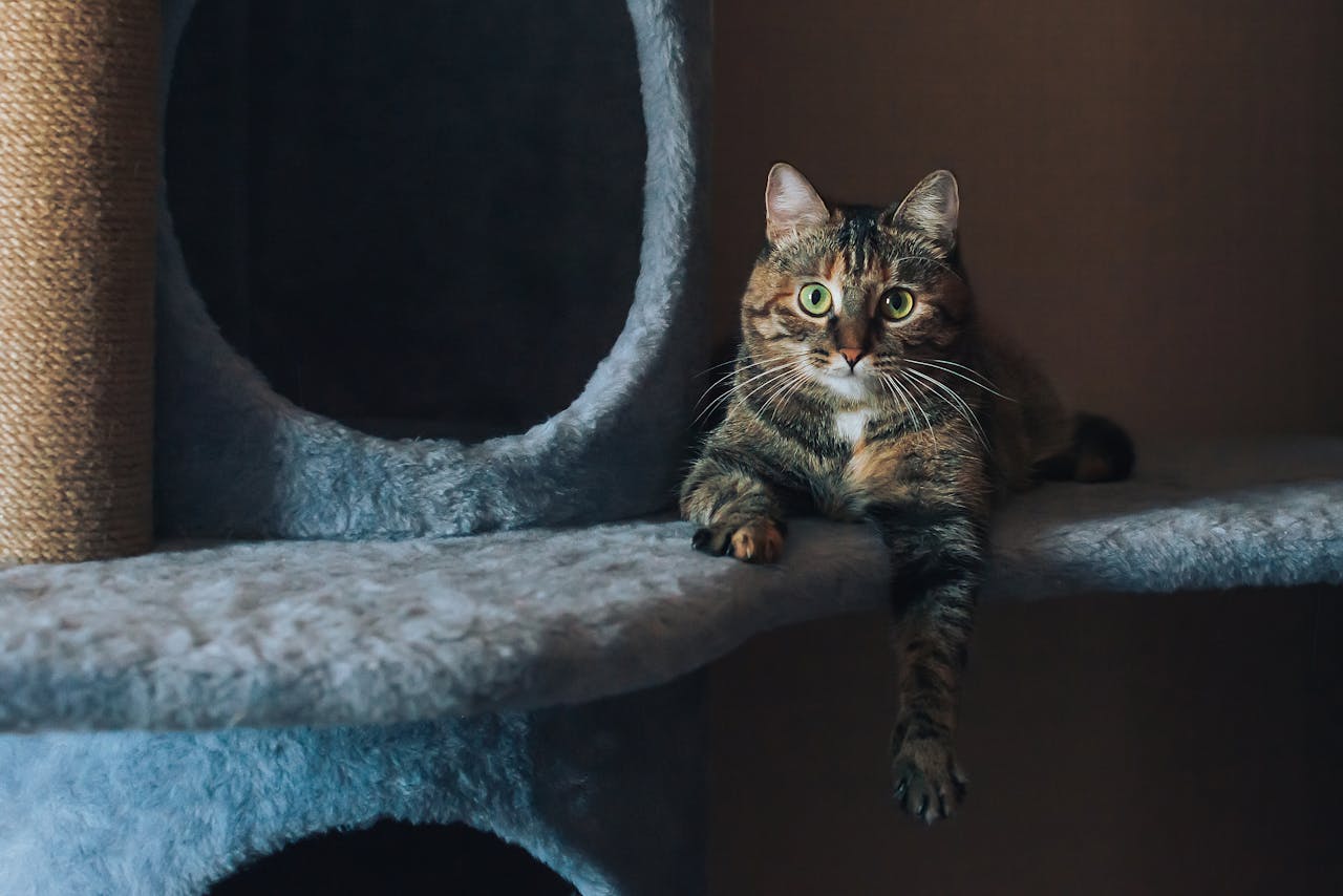 Outdoor Cat Houses, Cat Laying Down and Looking at Camera // Healthier Pets Today