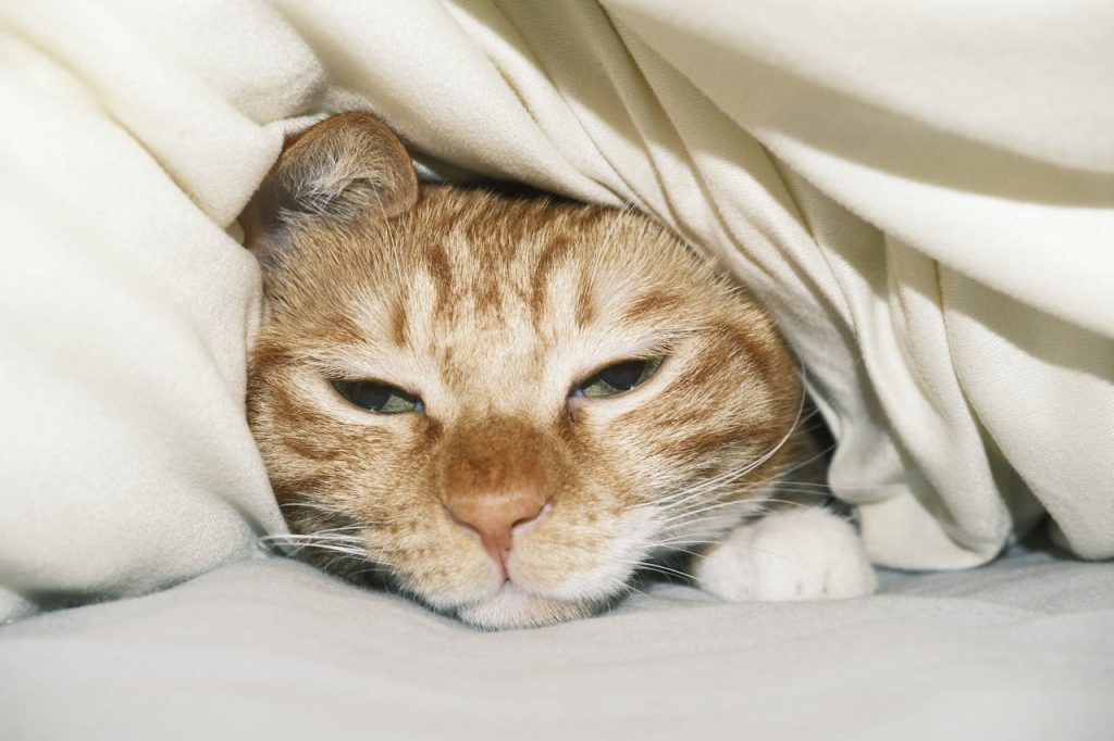 Cat under Duvet // Healthier Pets Today