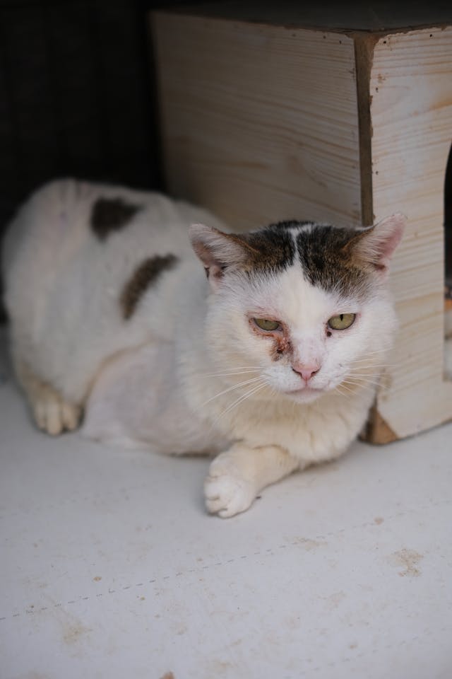 Cat with Purulent Eye Lying next to Wooden Box // Healthier Pets Today