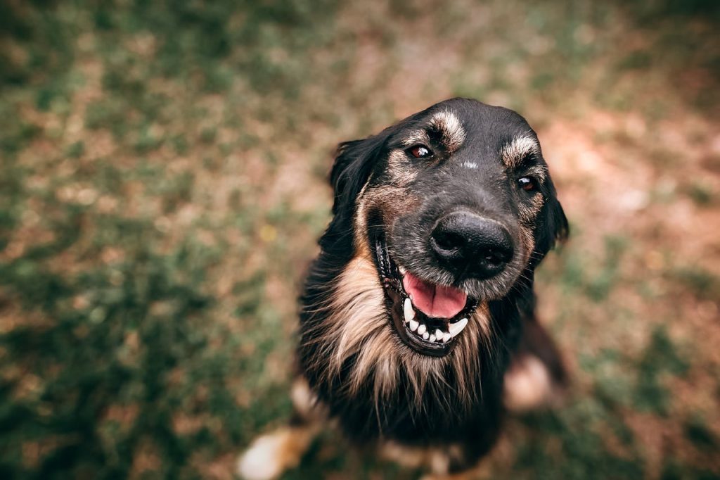 Close-Up Photo Of Dog // Healthier Pets Today