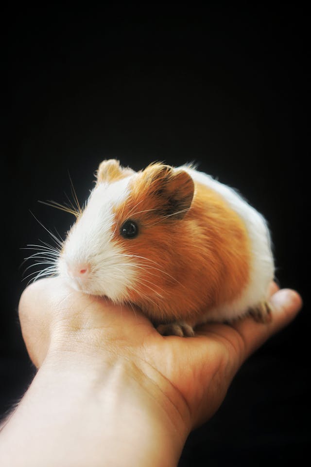 Baby Guinea Pig, Close Up Photo of Guinea Pig // Healthier Pets Today