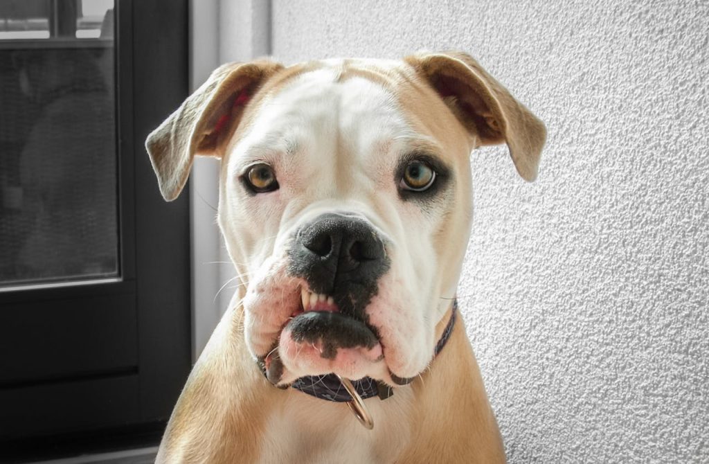 Close Up Photo of a Dog // Healthier Pets Today