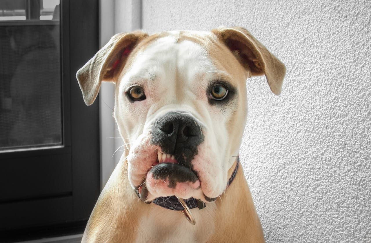 Close Up Photo of a Dog // Healthier Pets Today