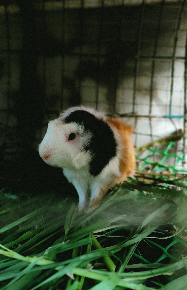 Close-Up Photo of a Guinea Pig // Healthier Pets Today