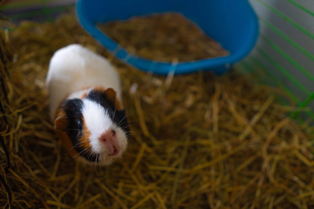 Close-Up Shot of a Guinea Pig // Healthier Pets Today