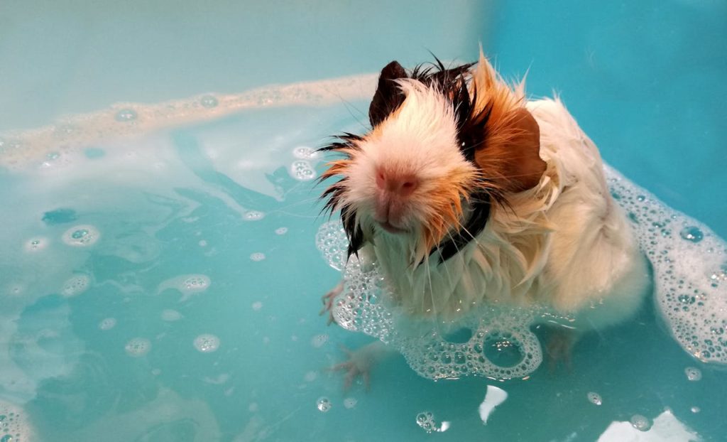 Close-Up Shot of a Guinea Pig Having a Bath // Healthier Pets Today