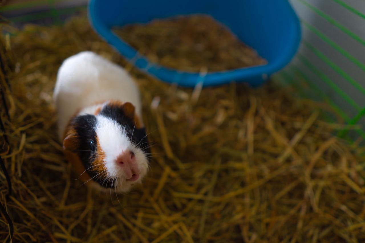 Close-Up Shot of a Guinea Pig // Healthier Pets Today