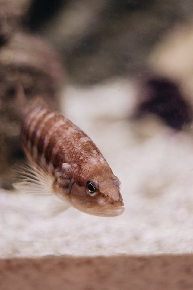 Close-up of a Comber Fish in a Tank // Healthier Pets Today