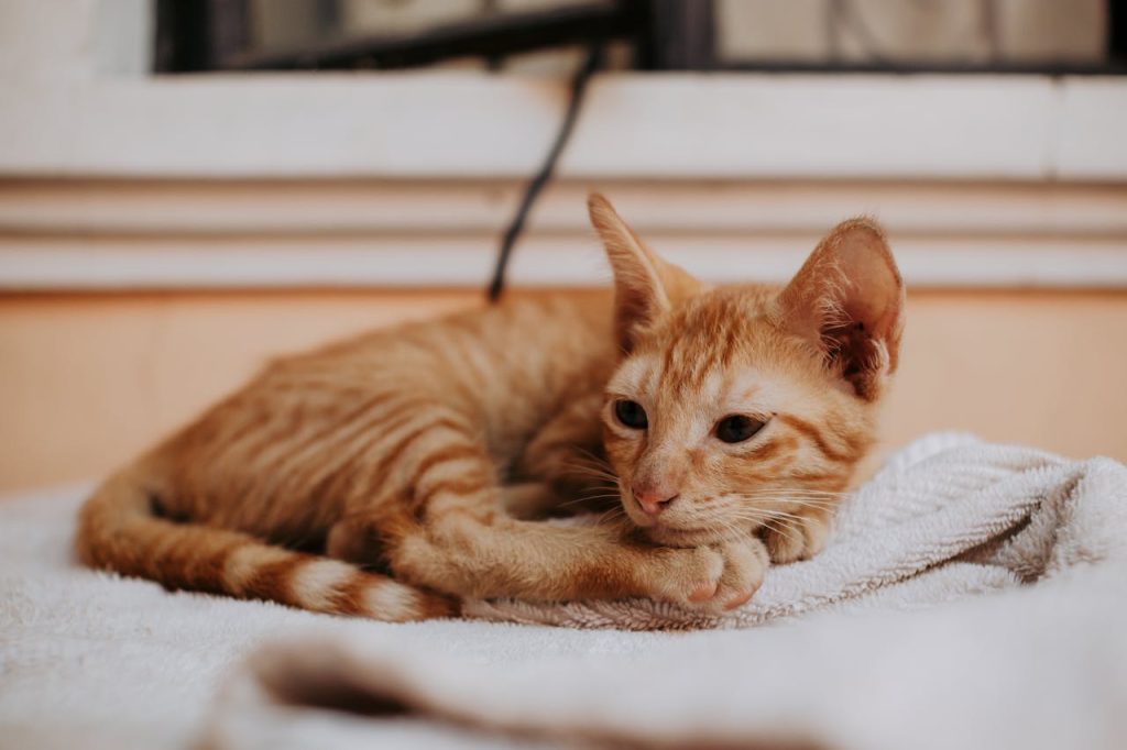 Close-up of a Orange Tabby Cat // Healthier Pets Today