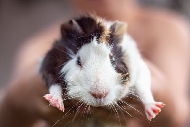Cute Guinea Pig // Healthier Pets Today