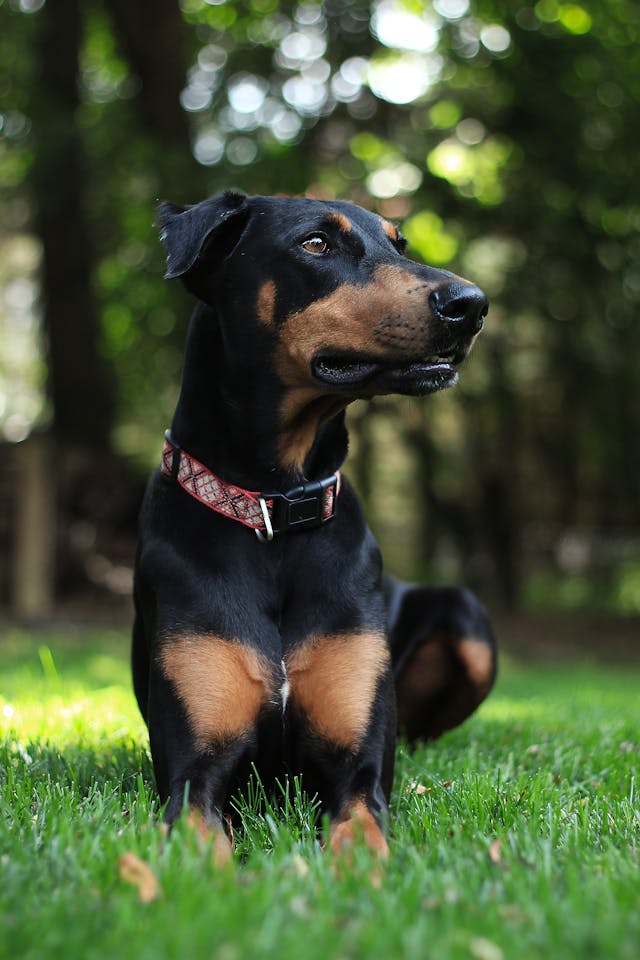 Doberman Pinscher Prone Lying On Grass // Healthier Pets Today