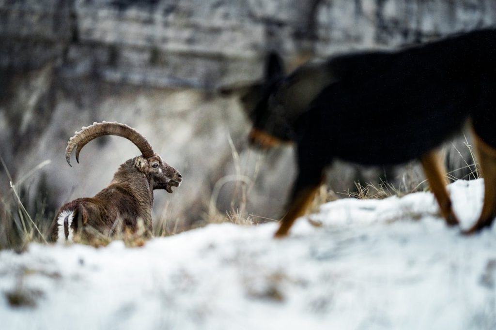 Dog Looking at Wild Buck // Healthier Pets Today