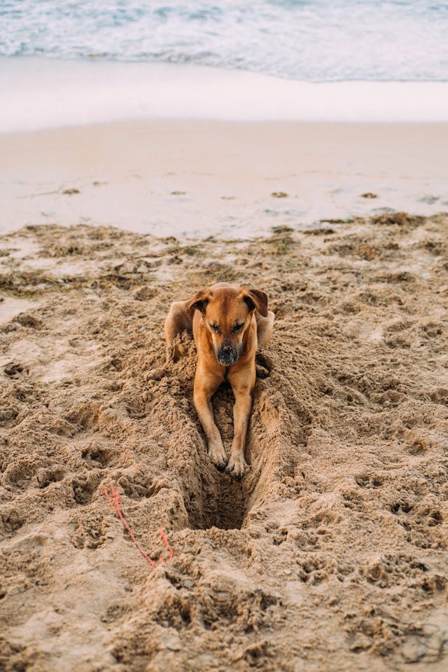 Dog Lying on Shore during Day // Healthier Pets Today