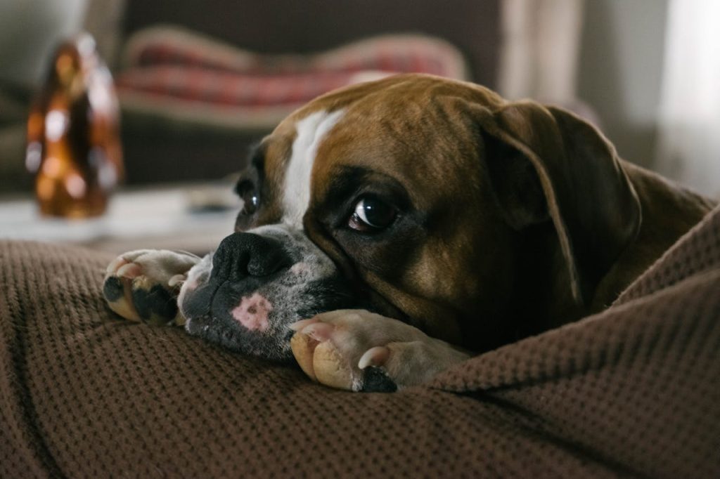 English Bulldog On Couch // Healthier Pets Today