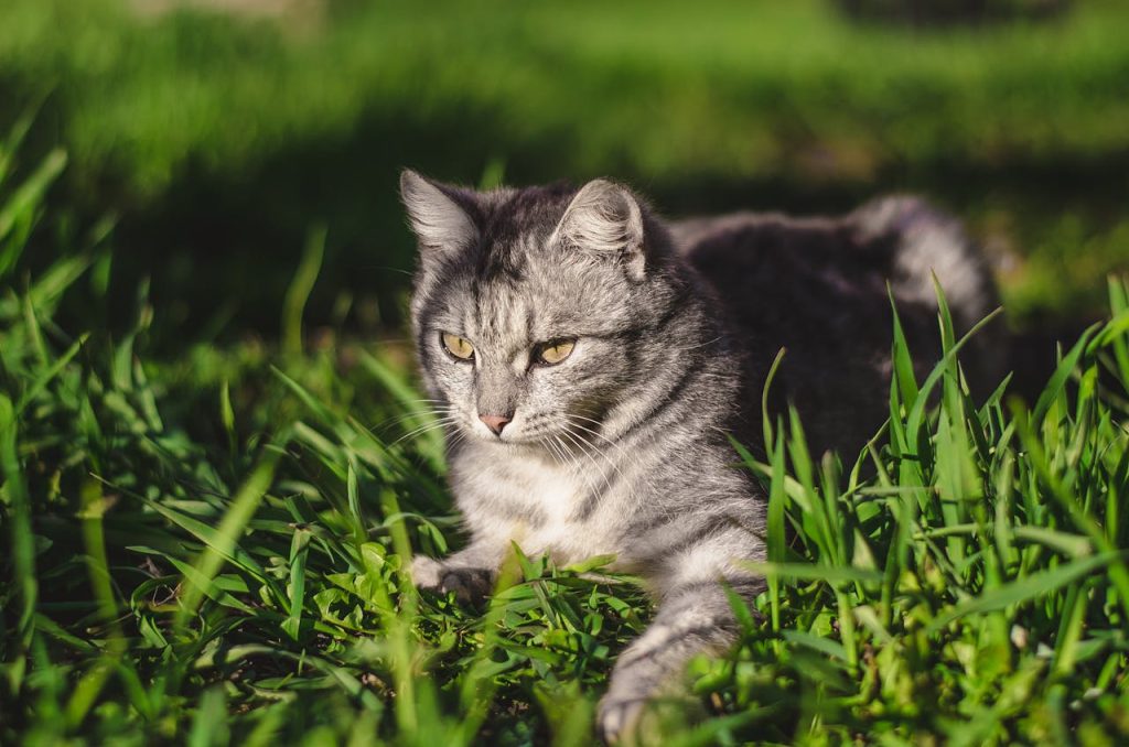 Focal Focus Photography of Silver Tabby Cat Lying on Green Grass Field // Healthier Pets Today