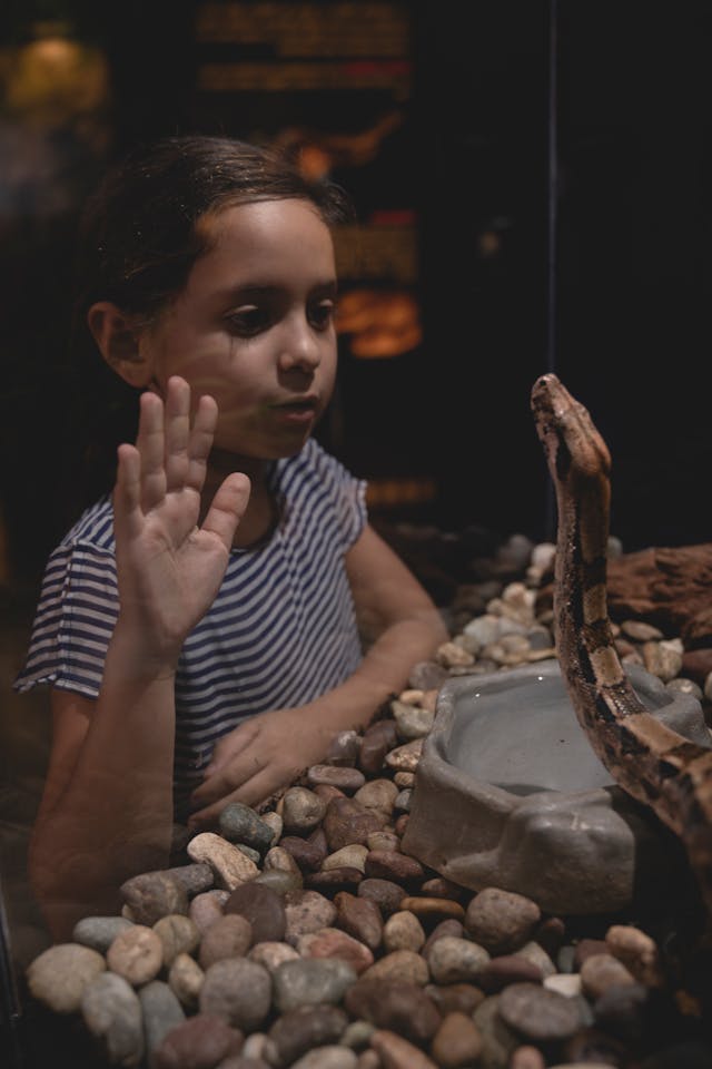 Girl Watching the Snake in Vivarium // Healthier Pets Today