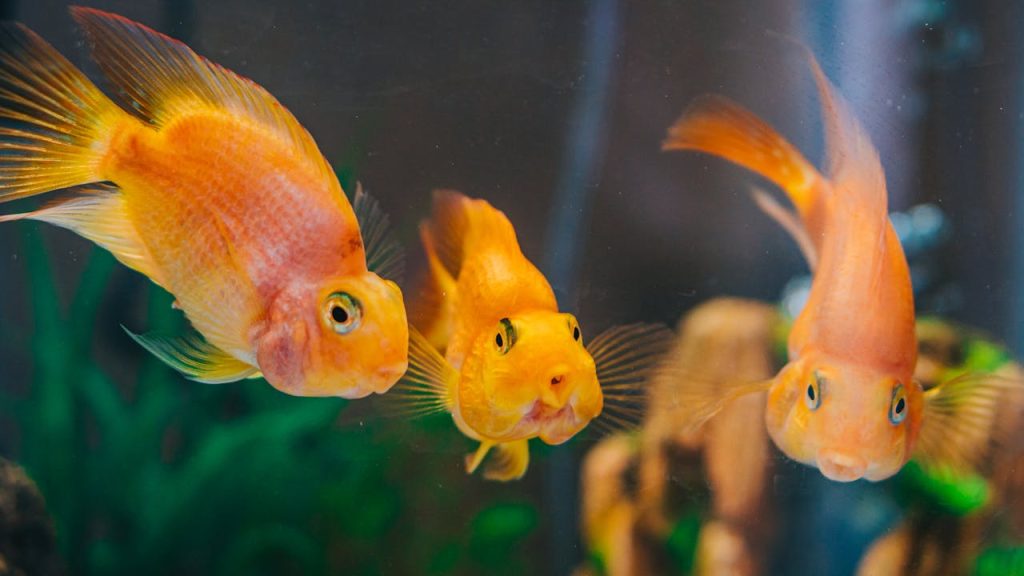 Types of Fish for Pets, Goldfish Inside the Aquarium // Healthier Pets Today