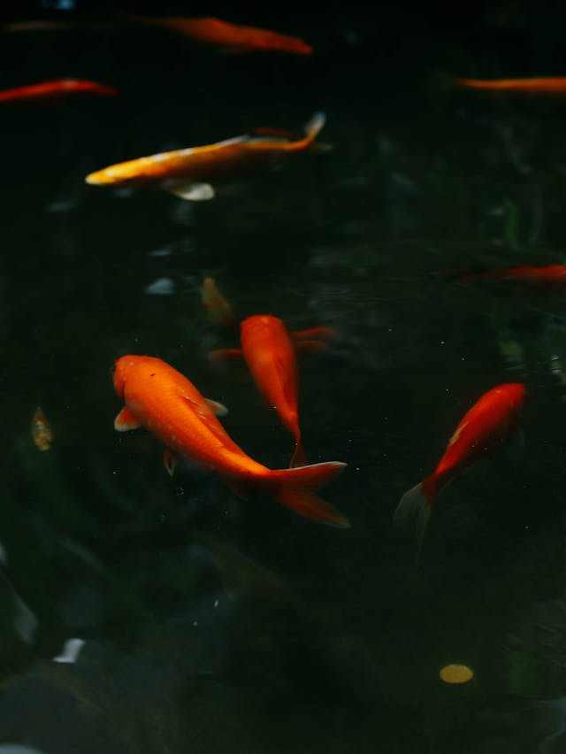 Goldfishes Swimming in Water // Healthier Pets Today