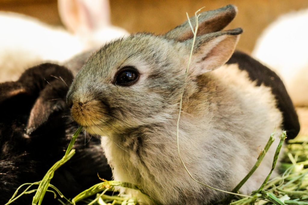 Gray Rabbit // Healthier Pets Today