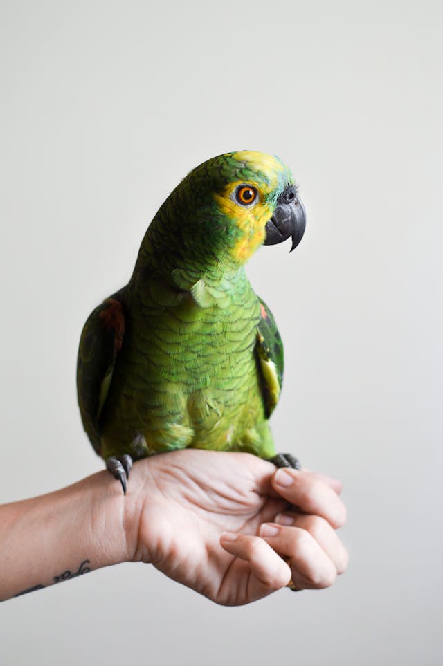 Green Parrot on Person's Hand // Healthier Pets Today