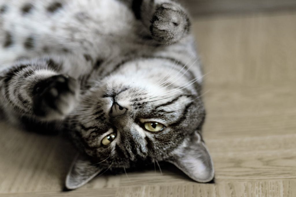 Grey Tabby Cat Lying on Floor Inside Room // Healthier Pets Today