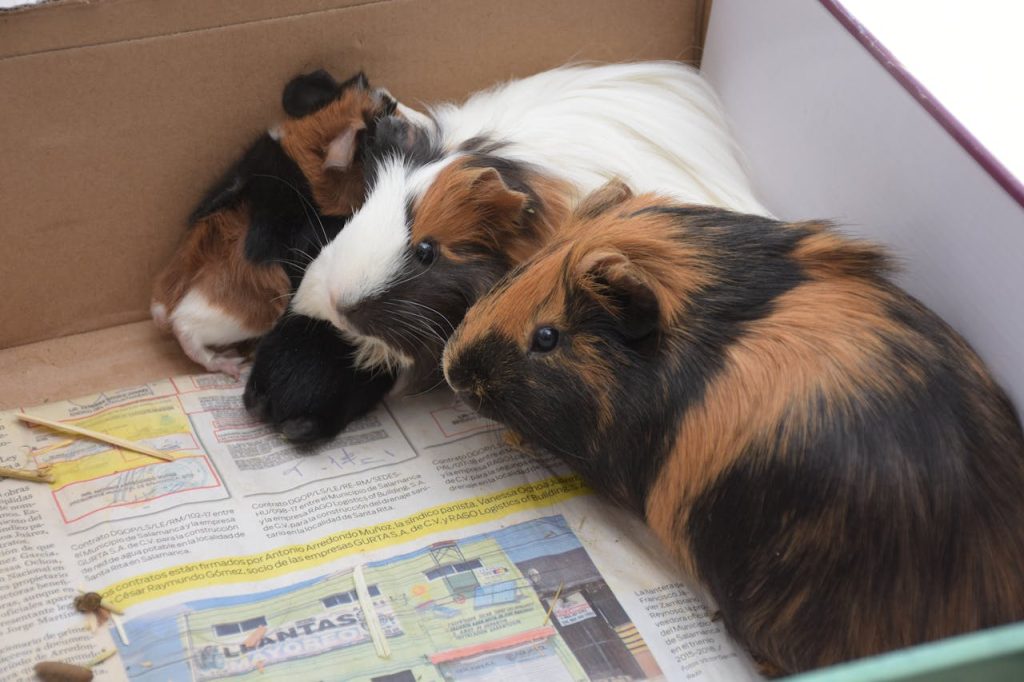 Guinea Pigs in a Cardboard Box // Healthier Pets Today