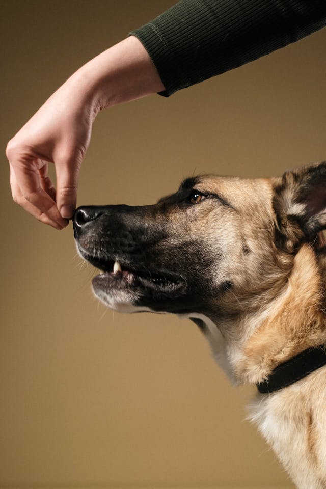 Hand on a Dog's Snout // Healthier Pets Today