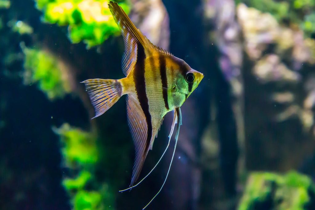 Macro Shot Photography of Yellow and Black Fish // Healthier Pets Today