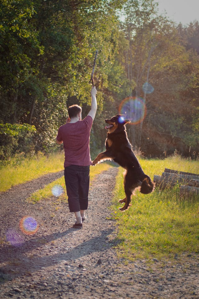 Man in Maroon T-shirt Playing With His Large Short-coated Black and Brown Dog // Healthier Pets Today