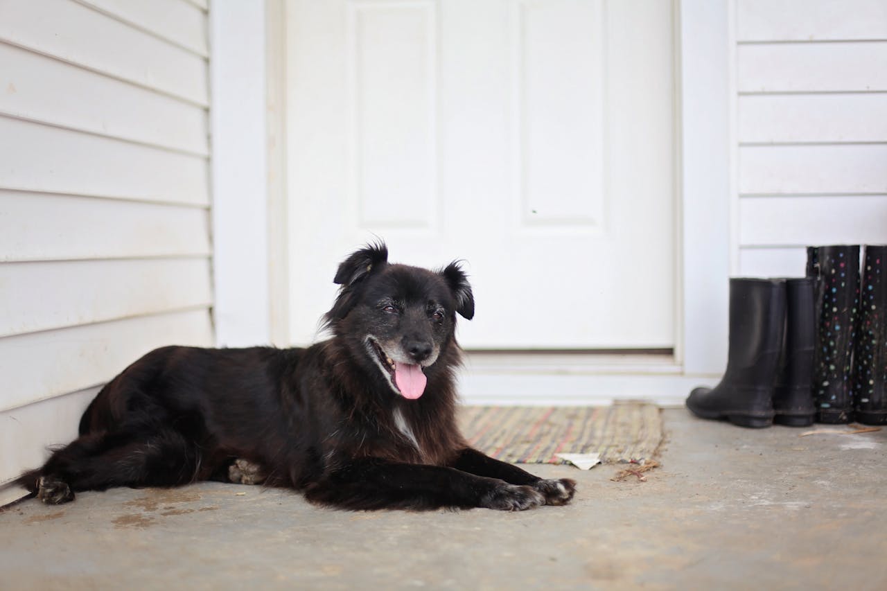 Outdoor Dog House, Medium-coated Black Dog Lying on Floor Near Door // Healthier Pets Today
