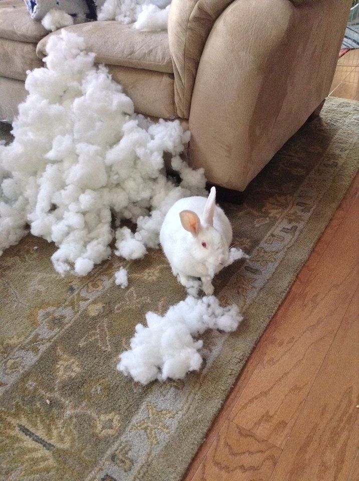 Mischievous Bunny chewing furniture // Healthier Pets Today