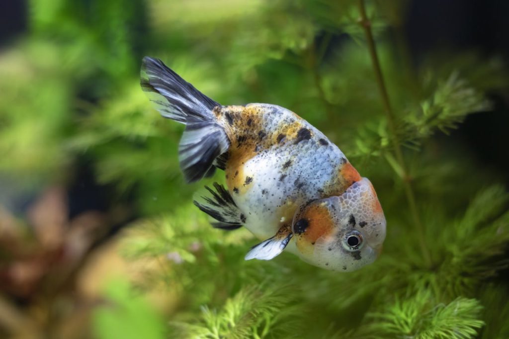 Orange and White Fish in Fish Tank // Healthier Pets Today