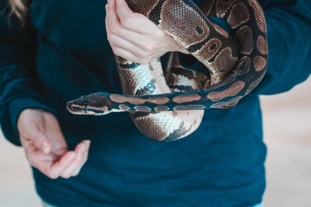 Person Holding Snake // Healthier Pets Today