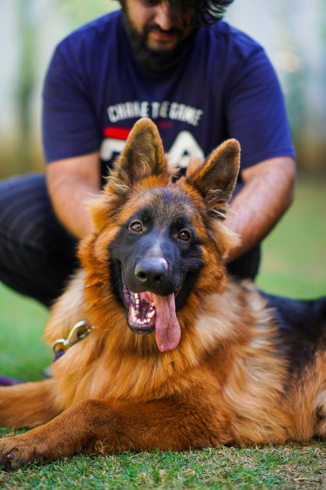 Person in Black Pants and Black Socks Holding Brown and Black German Shepherd // Healthier Pets Today