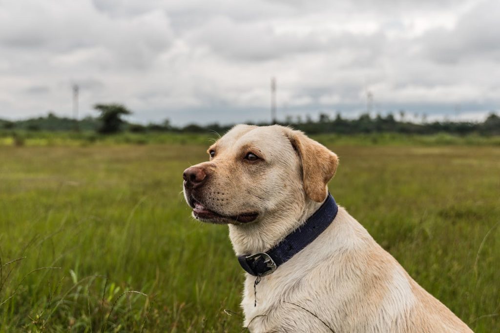 Photo Of Dog On Grass // Healthier Pets Today