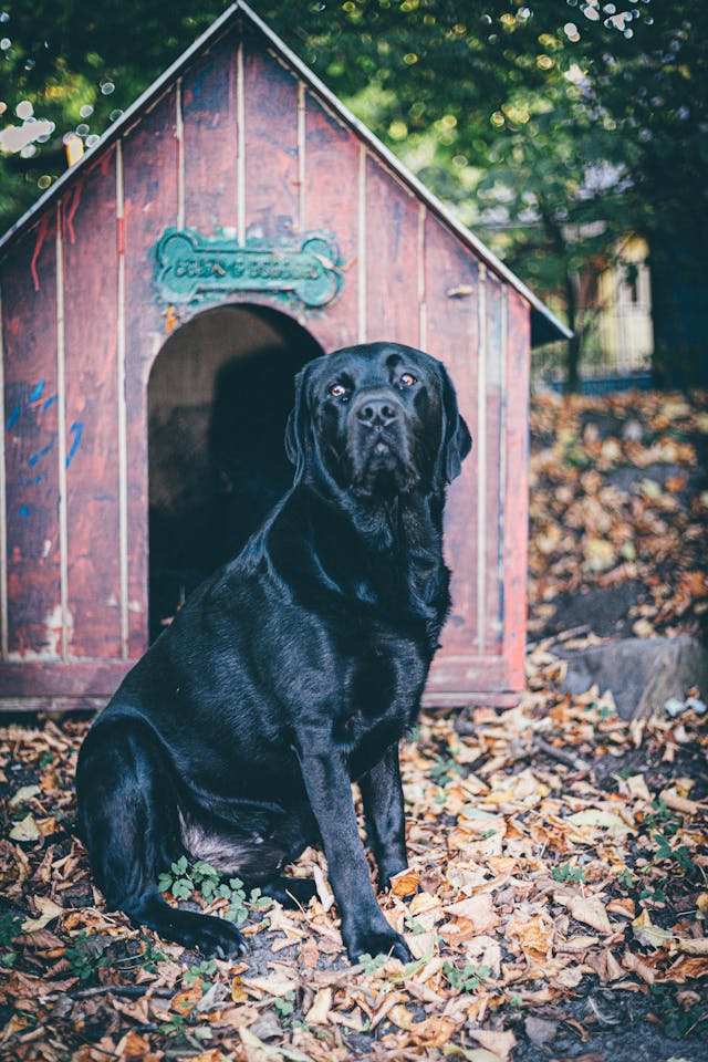 Photo Of Dog Sitting Near Dog House // Healthier Pets Today
