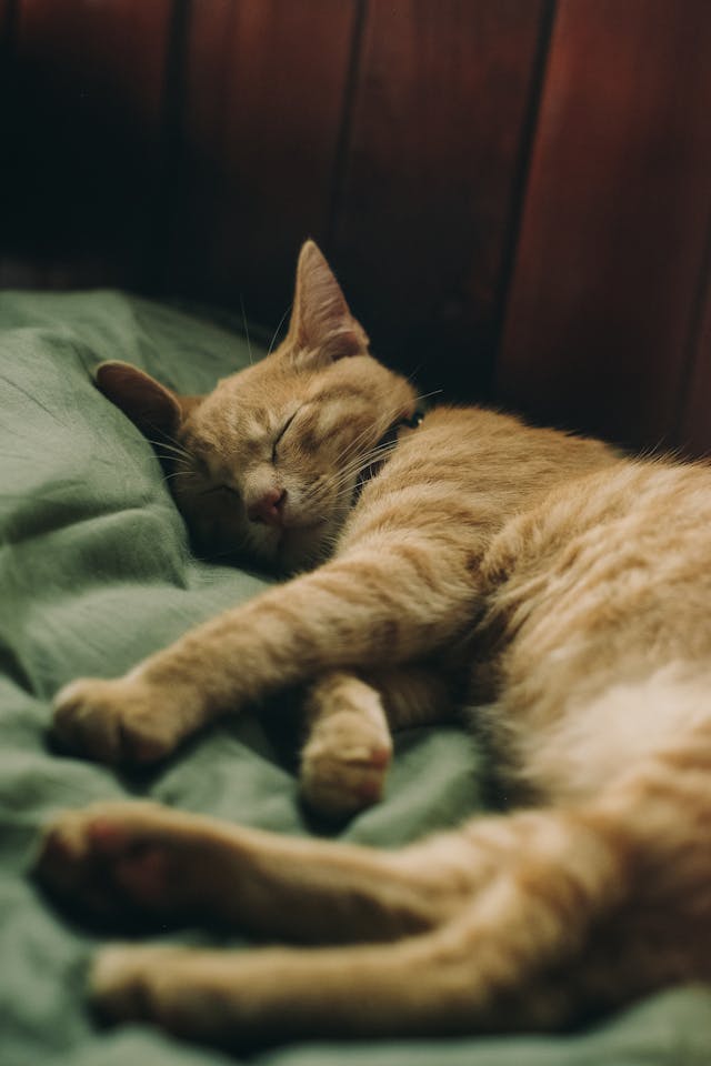 Photo of Sleeping Tabby Cat // Healthier Pets Today