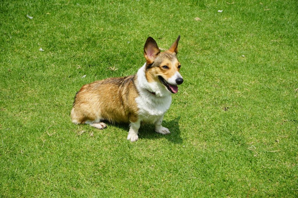Photograph of an Adult Brown and White Corgi // Healthier Pets Today