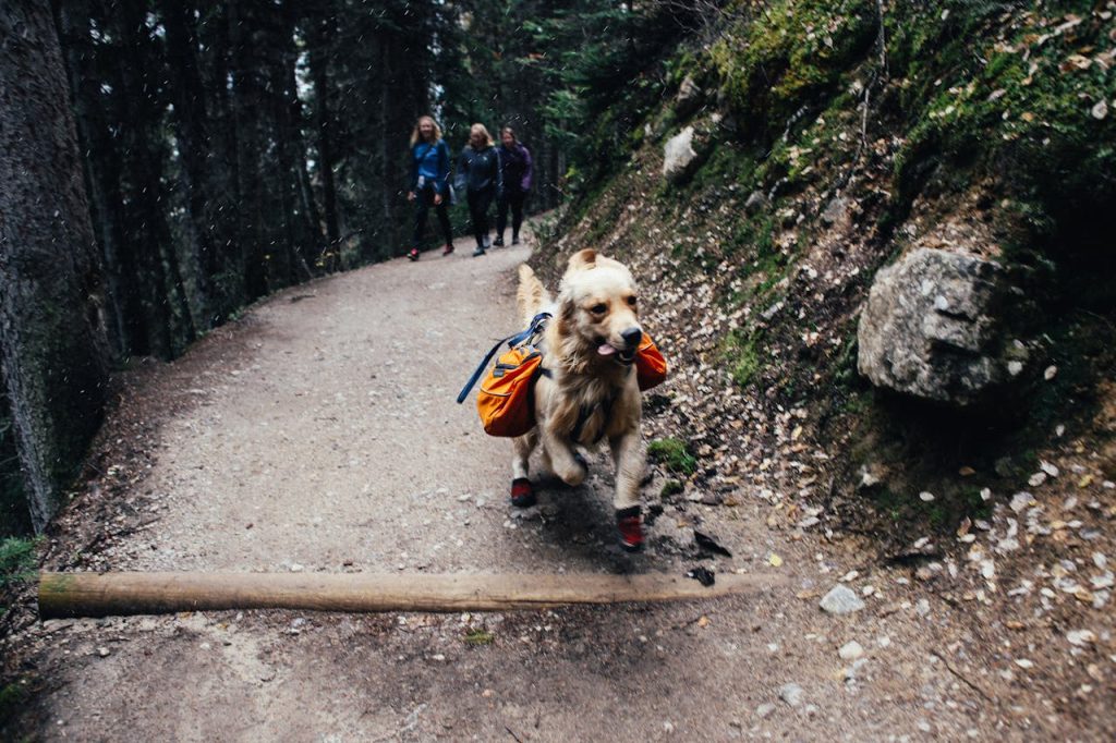 Purebred dog running before hikers in woods // Healthier Pets Today