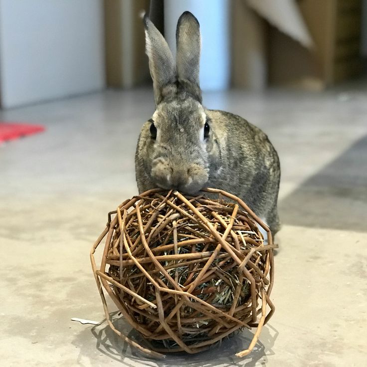 Rabbit Edible Ball // Healthier Pets Today