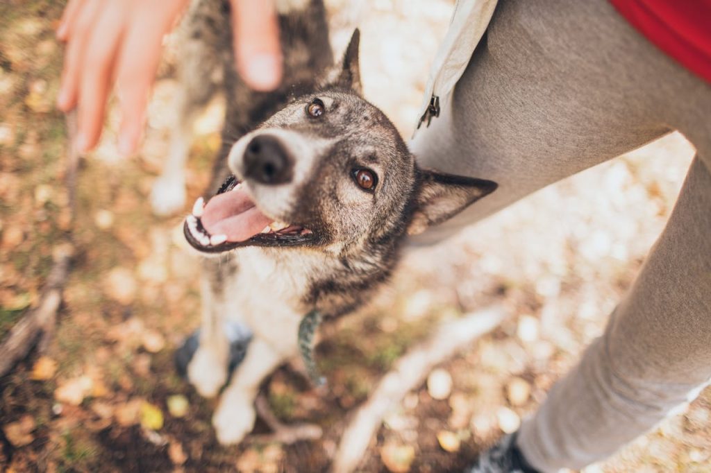 Dog, body language, Selective Focus Photo of a Black and White Dog Beside a Person's Leg // Healthier Pets Today