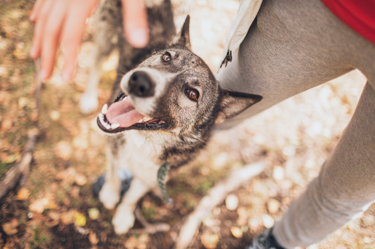 Dog, body language, Selective Focus Photo of a Black and White Dog Beside a Person's Leg // Healthier Pets Today