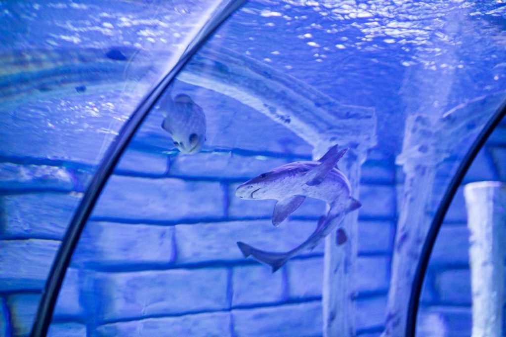 Tall Fish Tanks, Shark Inside A Tank // Healthier Pets Today