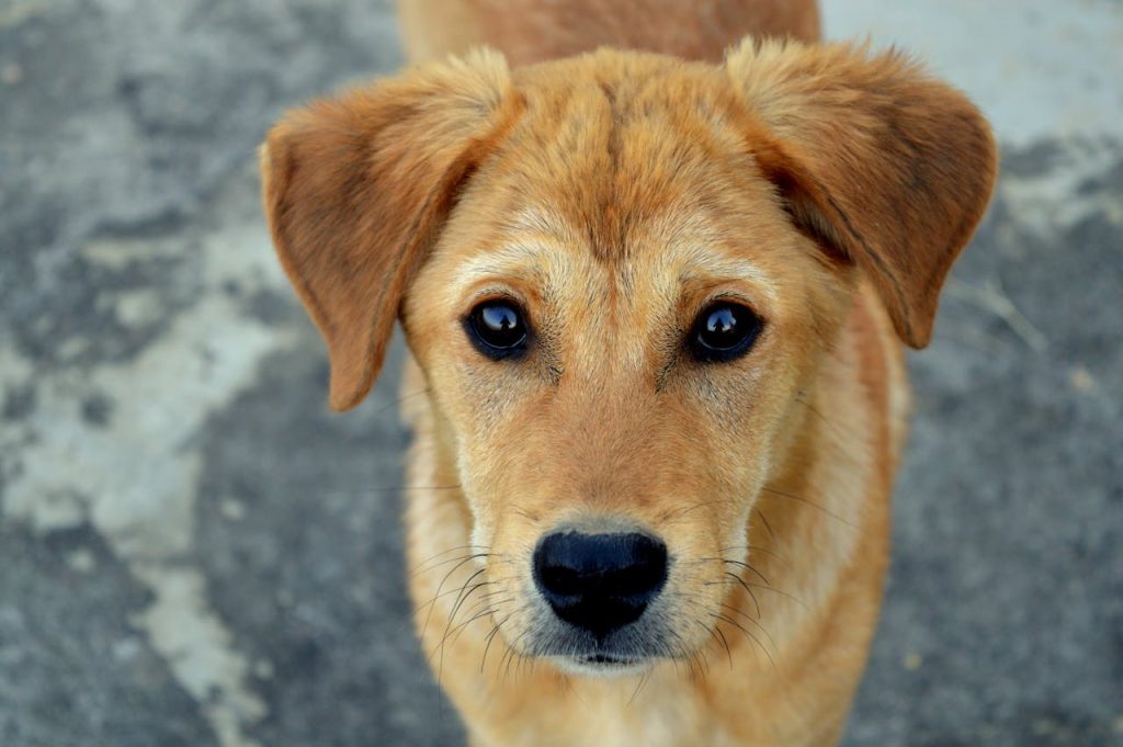Short-coated Tan Dog // Healthier Pets Today